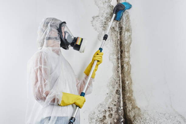Best Same-Day Mold Removal  in Newington, VA