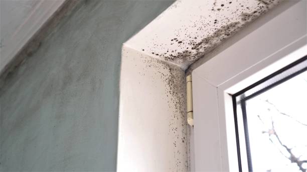 Best Best Mold Removal Companies  in Newington, VA