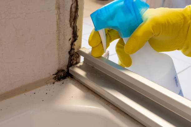 Best Local Mold Removal Service  in Newington, VA